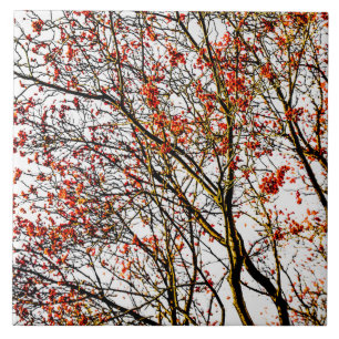 Azulejo De Cerâmica Frutas ruivas ou amoras de cinzas