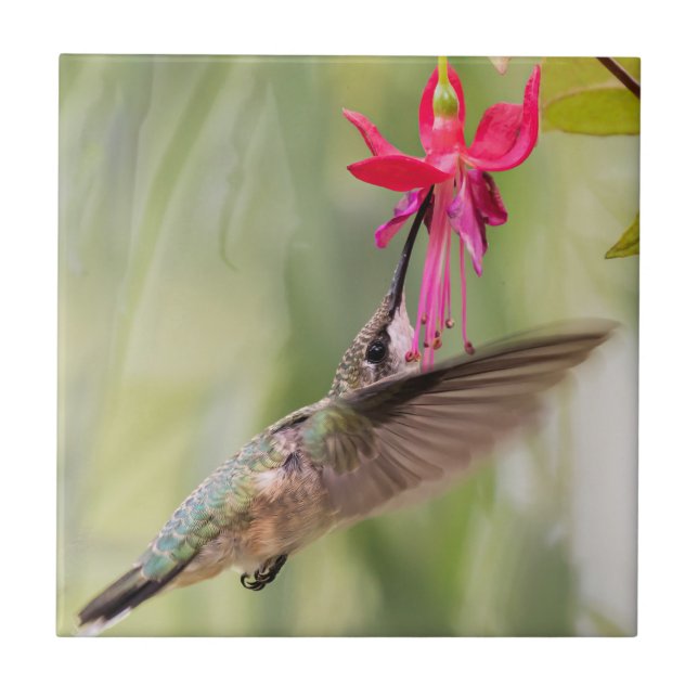 Azulejo De Cerâmica Fuchsia Hummingbird favorito (Frente)
