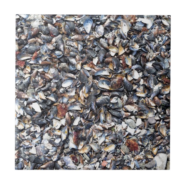 Azulejo De Cerâmica Fundo dos conchas (Frente)