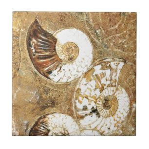 Azulejo De Cerâmica Fundo pré-histórico com escudos fósseis