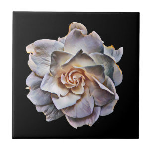 Azulejo De Cerâmica Fundo Preto da Gardenia Branca