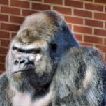 AZULEJO DE CERÂMICA  FUNNY GORILLA<br><div class="desc">Um design fotográfico de um gorila bonito e pensativo.</div>