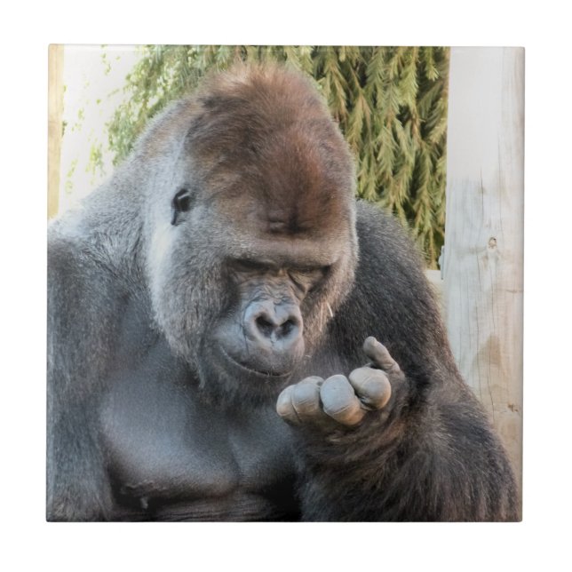 AZULEJO DE CERÂMICA  FUNNY GORILLA (Frente)