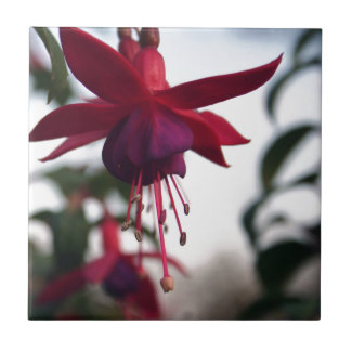 Azulejo De Cerâmica Fuschia