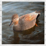 Azulejo De Cerâmica Gadwall Duck Drake no lago<br><div class="desc">Os patos de parede masculina têm cores sutis com padrões intrincados, incluindo cinzas com uma coloração de massa, padrões sutis de cinza e bronzeadas em seus corpos e asas, e uma cauda preta e bronca. A fêmea tem padrões castanhos e brancos esfolados. Estes patos pequenos têm cabeças grandes e quartas...</div>