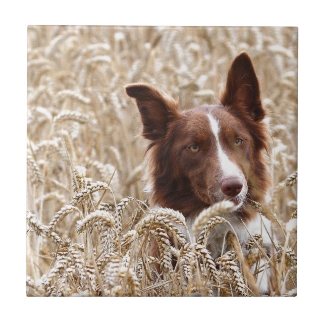 Azulejo De Cerâmica Gael (Frente)
