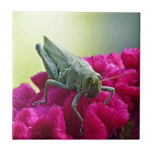 Azulejo De Cerâmica Gafanhoto em Cockscomb