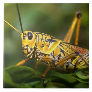 Azulejo De Cerâmica Gafanhoto, Parque Nacional Everglades, Flórida,