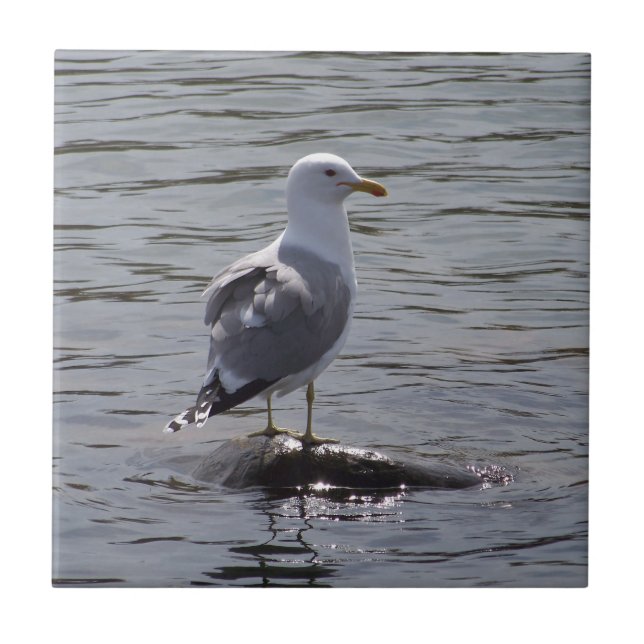 Azulejo De Cerâmica Gaivota (Frente)