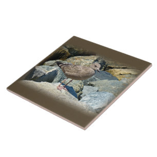 Azulejo De Cerâmica Gaivota Excelente Juvenil Black-Backing