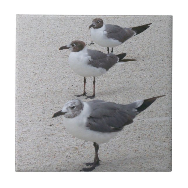 Azulejo De Cerâmica Gaivotas na praia (Frente)