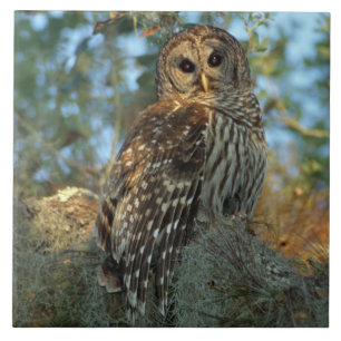 Azulejo De Cerâmica Galeria Barred Owl em alguns Moss espanhóis