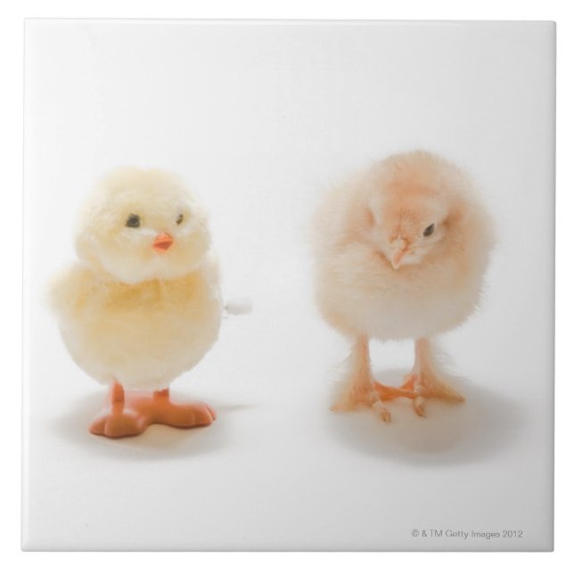 Azulejo De Cerâmica Galinha do bebê e galinha mecânica falsificada (Frente)