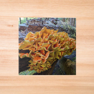 Azulejo De Cerâmica Galinha do Cogumelo Woods Foto