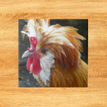 Galinha Polonesa Vermelha e Branca