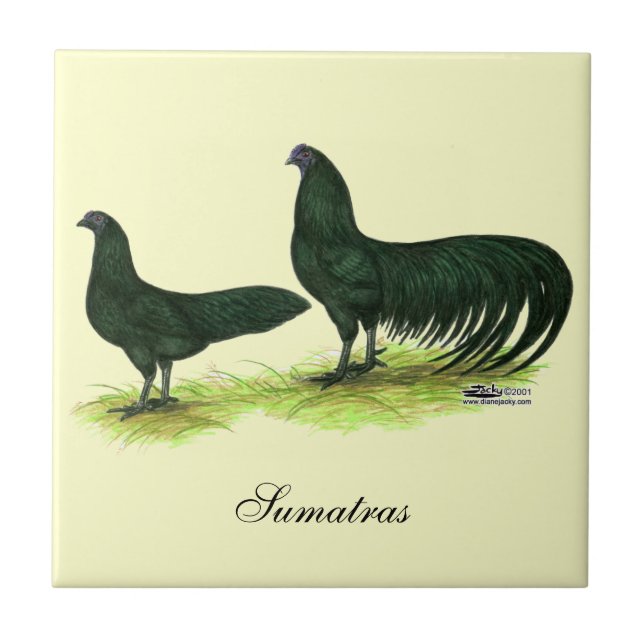Azulejo De Cerâmica Galinha Sumatra Preta (Frente)
