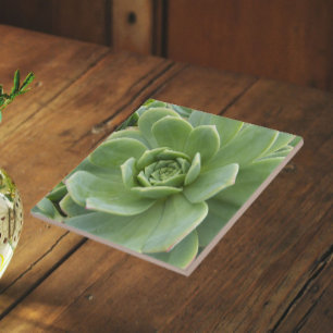 Azulejo De Cerâmica Galinhas e Pintinhos Planta Suculenta Floral