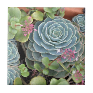 Azulejo De Cerâmica Galinhas e planta dos pintinhos