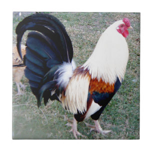 Azulejo De Cerâmica Galo da baía de Havaí Hanauma