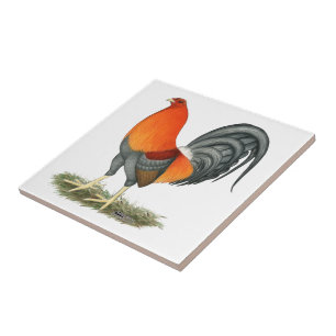 Azulejo De Cerâmica Galo do vermelho azul do Gamecock