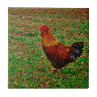 Azulejo De Cerâmica Galo no Yard
