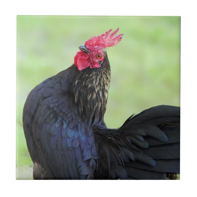 Azulejo De Cerâmica Galo Preto (Frente)