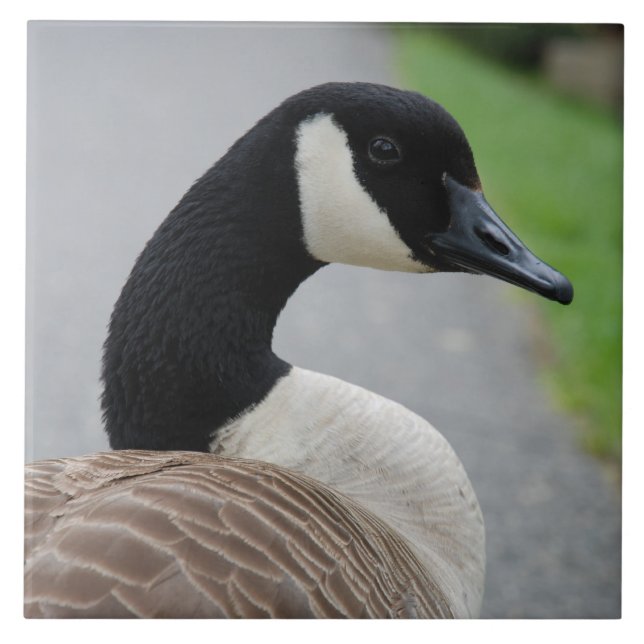 Azulejo De Cerâmica Ganso de Canadá (Frente)