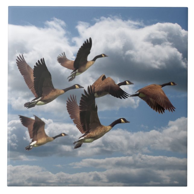 AZULEJO DE CERÂMICA  GANSOS (Frente)