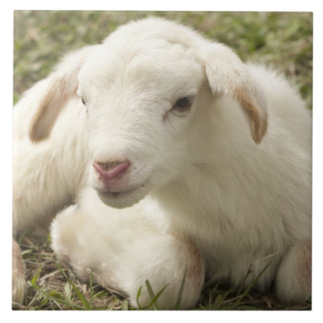 Azulejo De Cerâmica Garotinho bonito (Frente)