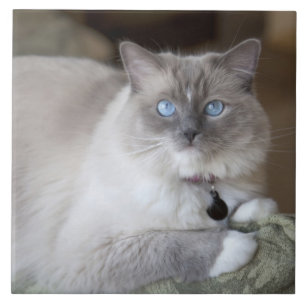Azulejo De Cerâmica Gata Ragdoll fêmea