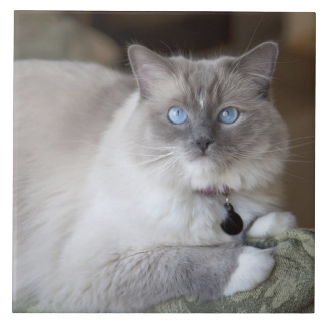 Azulejo De Cerâmica Gata Ragdoll fêmea (Frente)
