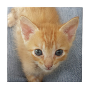 Azulejo De Cerâmica Gatinho alaranjado do gato malhado