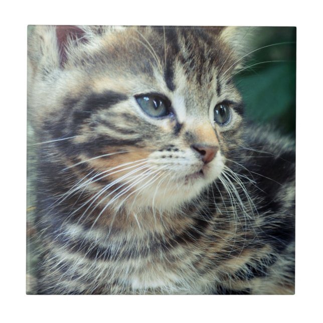 Azulejo De Cerâmica Gatinho bonito adorável (Frente)