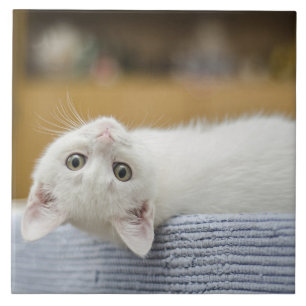 Azulejo De Cerâmica Gatinho Branco Pet