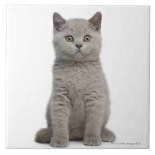 Azulejo De Cerâmica Gatinho britânico de Shorthair