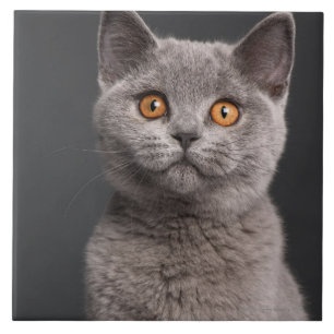 Azulejo De Cerâmica Gatinho britânico de Shorthair (3 meses velho)