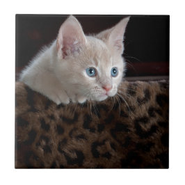 Azulejo De Cerâmica Gatinho Creme com Olhos Azuis Lindos