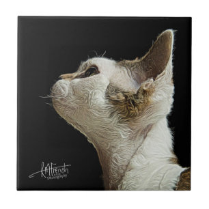 Azulejo De Cerâmica Gatinho de Devon Rex