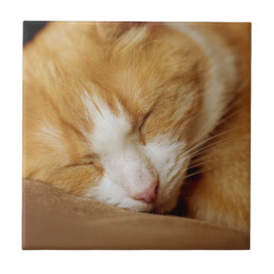 Azulejo De Cerâmica Gatinho dormindo