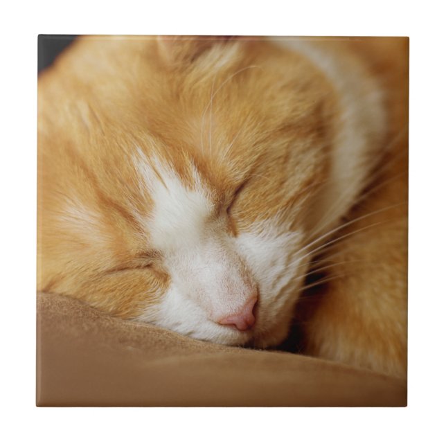 Azulejo De Cerâmica Gatinho Dormindo (Frente)