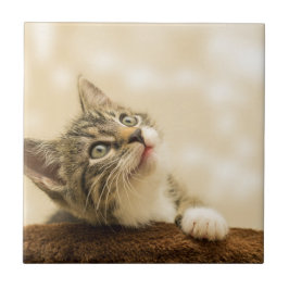 Azulejo De Cerâmica Gatinho Fofo com uma Pata Estimulada
