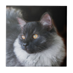 Azulejo De Cerâmica Gatinho Gatinho Gatinho Gatinho Gatinho Gatinho Ga