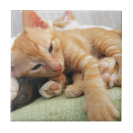 Azulejo De Cerâmica Gatinho Listrado de Tigre Fofo