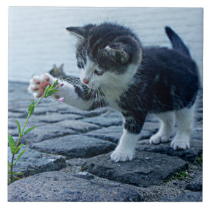 Azulejo De Cerâmica Gatinho mais fofo de todos com flor