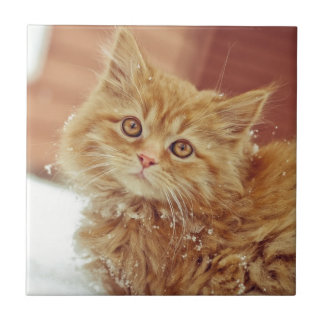 Azulejo De Cerâmica Gatinho na neve