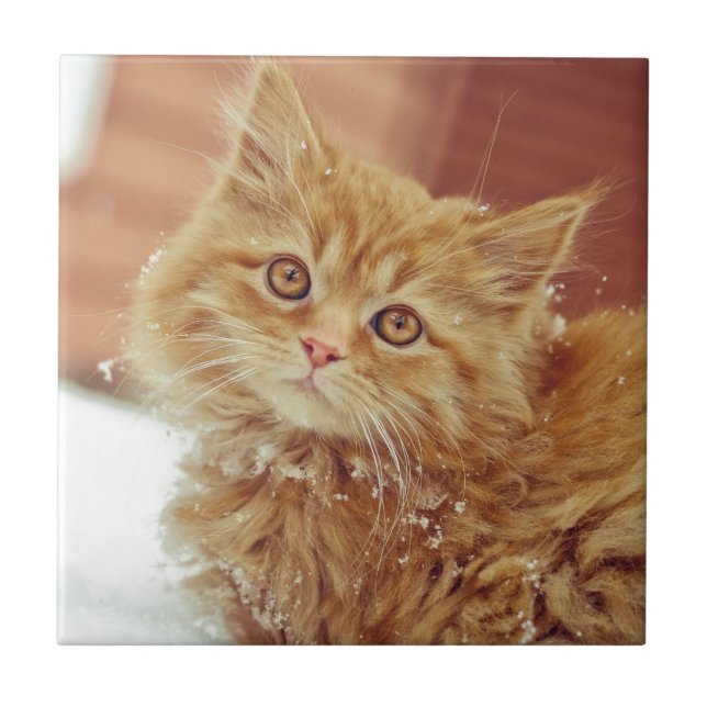 Azulejo De Cerâmica Gatinho na neve (Frente)