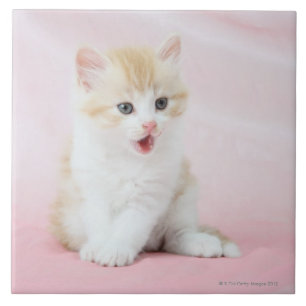 Azulejo De Cerâmica Gatinho no fundo cor-de-rosa
