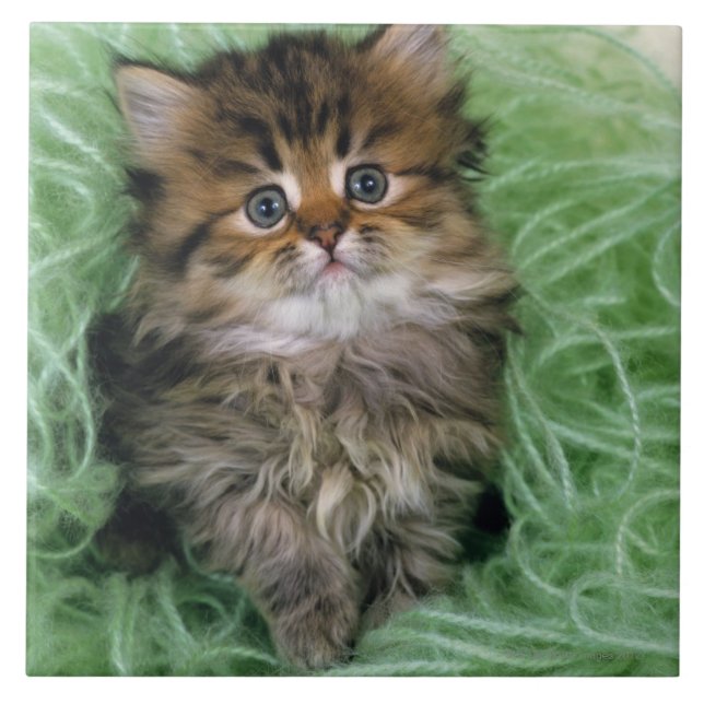 Azulejo De Cerâmica Gatinho persa (Frente)