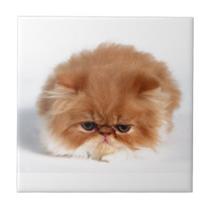 Azulejo De Cerâmica Gatinho persa irritado da bola do sopro