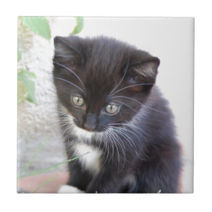 Azulejo De Cerâmica Gatinho preto e branco